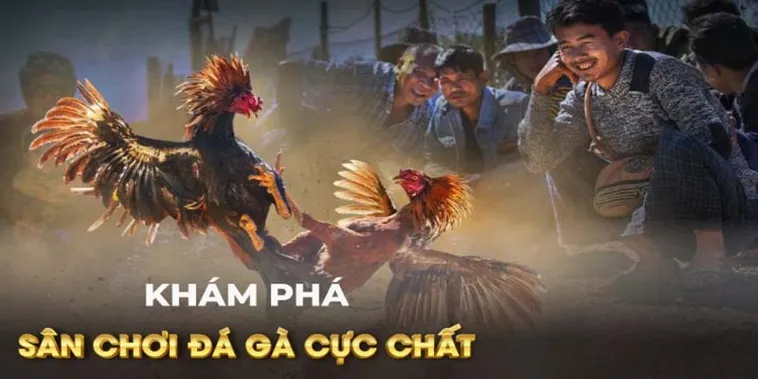Cách Chơi Đá Gà GA28 Tại B52Club Chi Tiết Dễ Hiểu Nhất​