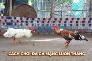 Cách Chơi Đá Gà Sabong Tại B52Club Chi Tiết Dễ Hiểu Nhất​