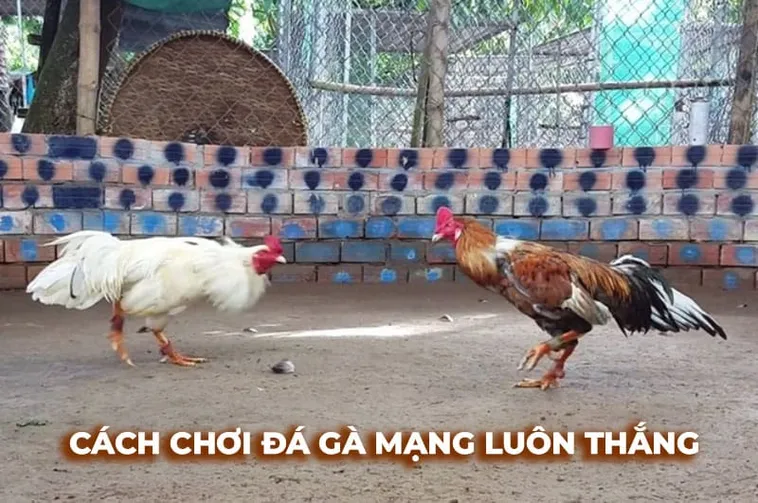 Cách Chơi Đá Gà Sabong Tại B52Club Chi Tiết Dễ Hiểu Nhất​